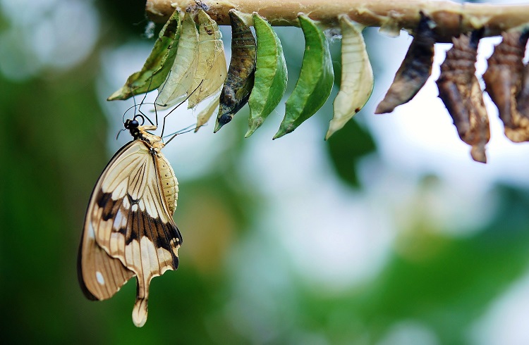 Transformation From Within